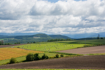 Obraz premium 牧草ロールが散らばる草原 