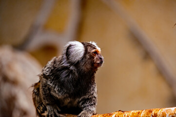 Ein Weißbüschelaffe blickt in die Weite