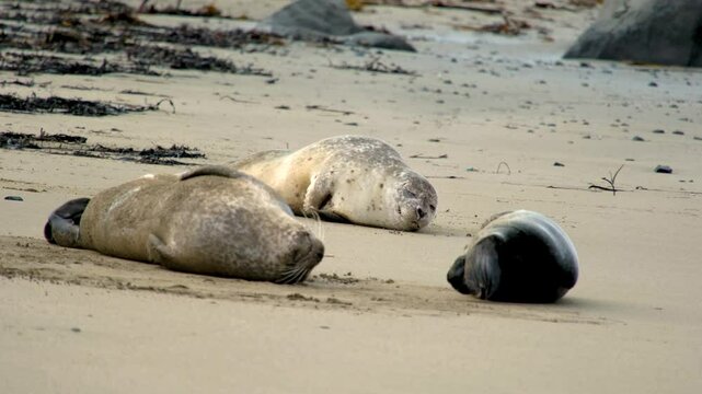 Harbor seal Phoca vitulina, resting on Ytri Tunga Beach, Snaefellsnes Peninsula, West Iceland, Iceland