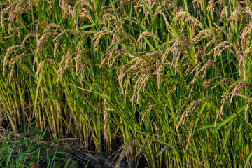 刈り取り前の黄金色の稲田
