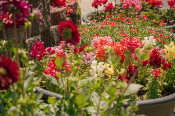 Colorful Spring Flowers with Morning Dew in Blooming Garden