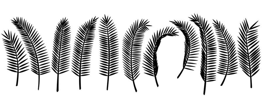 vector black palm leaves set. Clip art isolated on transparent background.