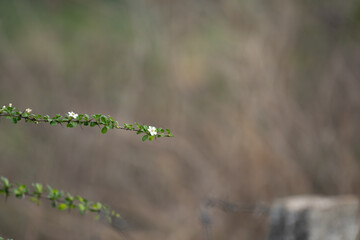 A delicate white wild flower stands prominently against a softly blurred green background, creating...