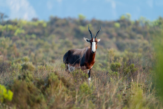 bontebok in the bontebok national park, south africa
