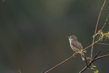 Obraz premium Small brownish prinia perched on a slender branch, with its beak open. Against a soft dark background, with surrounding by fresh green leaves.