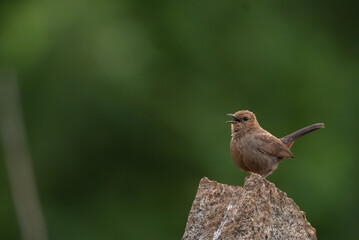 Close up of Female Indian robin bird with open mouth perched on a textured rock with a soft green...