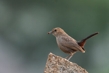 Close up of Female Indian robin bird with feast perched on a textured rock with a soft green...