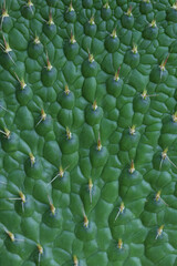 Macro of cactus with sharp thorns, desert succulent detail, textured green surface in close-up.