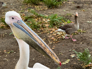 pelican in the park wildlife nature animal