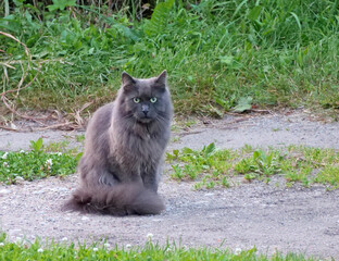 Beautiful Fluffy Cat with Green Eyes on Dirt Path - Domestic Animal Scene