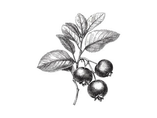 Antique bilberry fruit sketch, black ink botanical art, vintage hand-drawn illustration, rustic food decor, classic nature engraving, wild berry motif, organic plant drawing