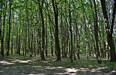 Young light oak forest on a sunny day.