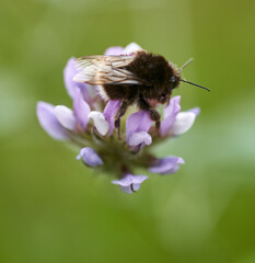 Bumblebee on purple wildflower