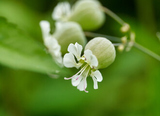 White bladder campion flower close-up