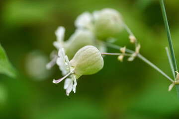 White bladder campion flower close-up
