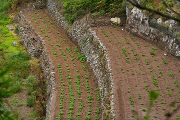 Potato terraces on Anaga slope