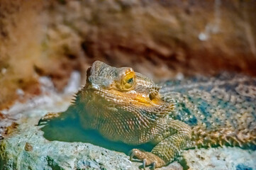 Ein Bartagame auf einem Stein