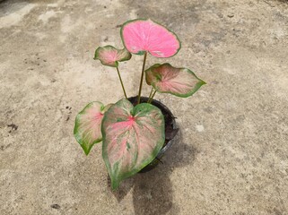 This picture is a Caladium, an ornamental plant in the genus Caladium that is native to South...
