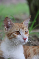 Orange tabby kittens enjoying a day in the sun, in the park, in the green, and in the shade.