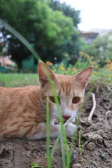 Orange tabby kittens enjoying a day in the sun, in the park, in the green, and in the shade.
