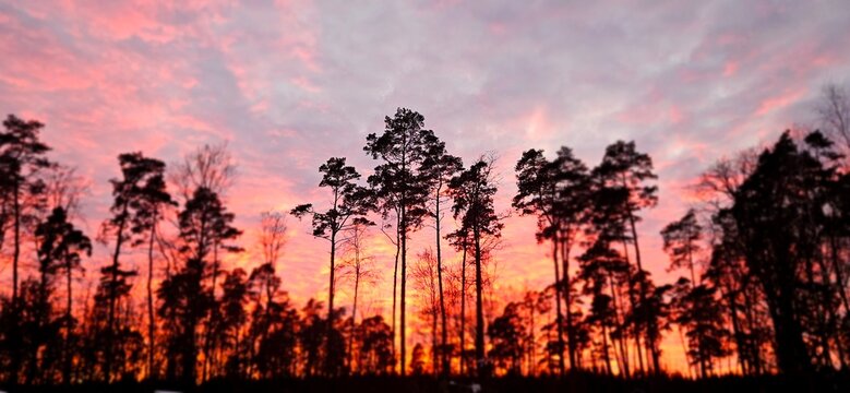 sunset in the forest