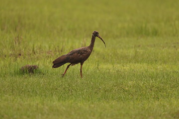 Red naped Ibis