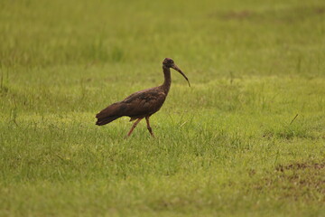 Red naped Ibis
