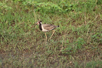 Lapwing