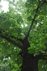 Orange tabby kittens enjoying a day in the sun, in the park, in the green, and in the shade.