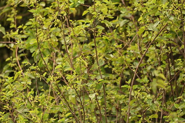 Barbet in tree