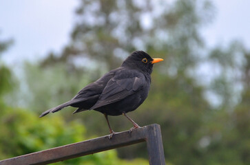 Blackbird ( Turdus merula ) male sitting on a metal fence.Closeup photo outdoors. Fauna,wild birds, blackbirds,wildlife protection.Free copy space