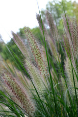  Closeup ornamental grass straw Pennisetum alopecuroides 'Hameln',Fountain Grass. Gardening, growing,landscaping concept. Free copy space.