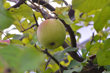 Closeup yellow-red apple fruit hanging on the tree branch .Closeup photo outdoors. Autumn apples harvest. Free copy space.