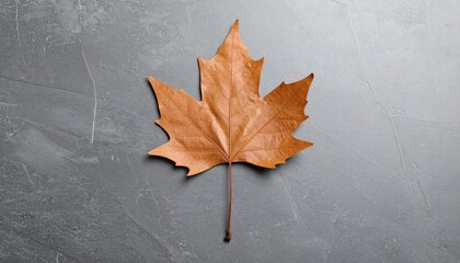 Dried Autumn Maple Leaf On Dark Stone Surface