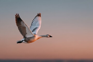 Obraz premium Bar-headed goose soaring at sunset with majestic wingspan in tranquil sky