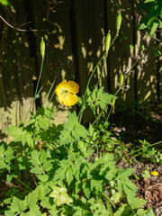 Welsh poppy, Meconopsis cambrica or Papaver cambricum, beginning to flower in the UK Spring.