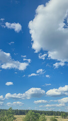 Blue sky with clouds flying birds and green branches Summer nature. White clouds