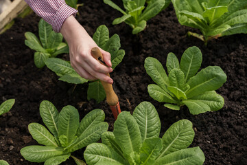 Closeup of asian female student hand using gardening trowel to dig around lettuce plant in school greenhouse as part of organic farming practice in agriculture education program