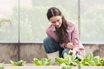 Asian female student smiling while looking down at organic lettuce during agriculture class in...