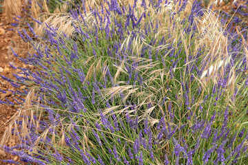 Cereals among lavender fields on the Plateau of Valensole. Provence, France.