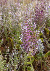 Obraz premium Fields of blooming sage on the Plateau of Valensole. Provence, France.