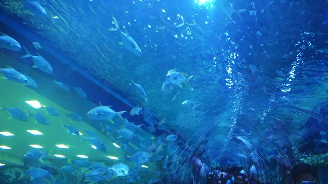 A school of Yellowtail scad ( *Selaroides leptolepis* ) swims in an aquarium.