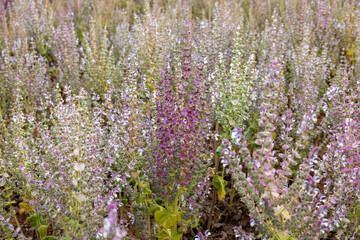 Fields of blooming sage on the Plateau of Valensole. Provence, France.