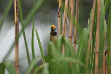 Weaver bird