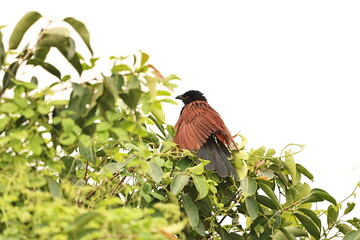Greater Coucal