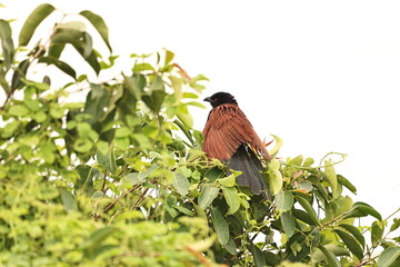 Greater Coucal