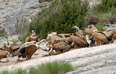 Vautour fauve,Gyps fulvus, Griffon Vulture, Pyrénées
