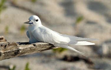 Gygis blanche, nid, oeuf,Gygis alba, White Tern,  Seychelles