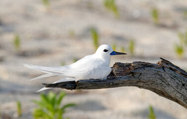 Gygis blanche, nid, oeuf,Gygis alba, White Tern,  Seychelles