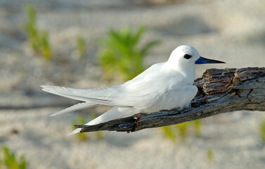 Gygis blanche, nid, oeuf,Gygis alba, White Tern,  Seychelles